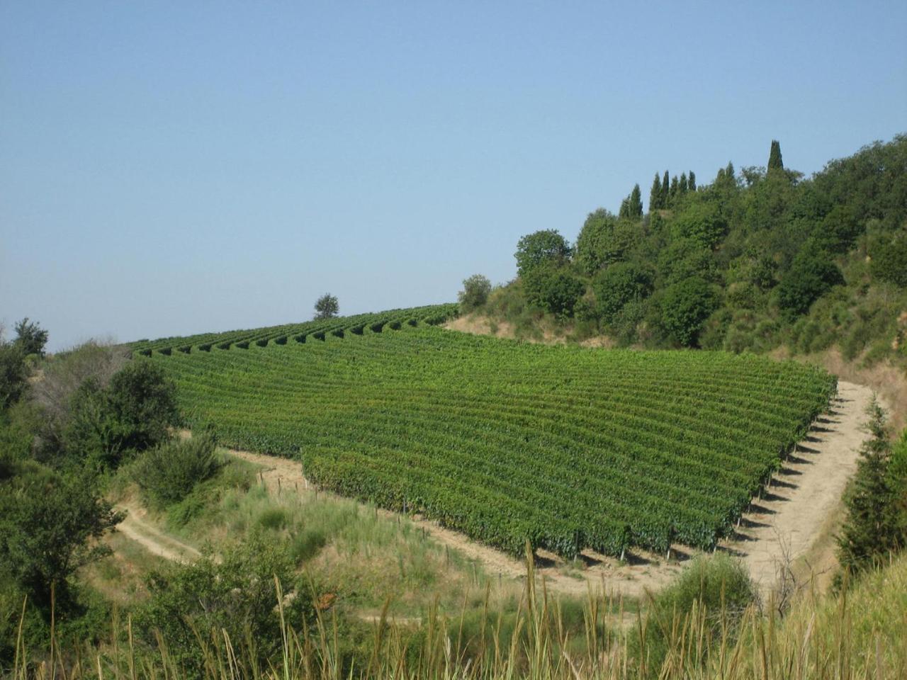 Agriturismo Mocine Asciano Exterior photo